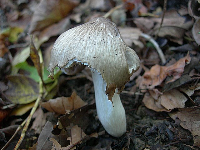 Hygrocybe  fornicata  (Fr.)   Singer